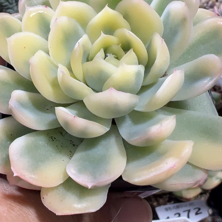 翡翠冰多肉植物1261