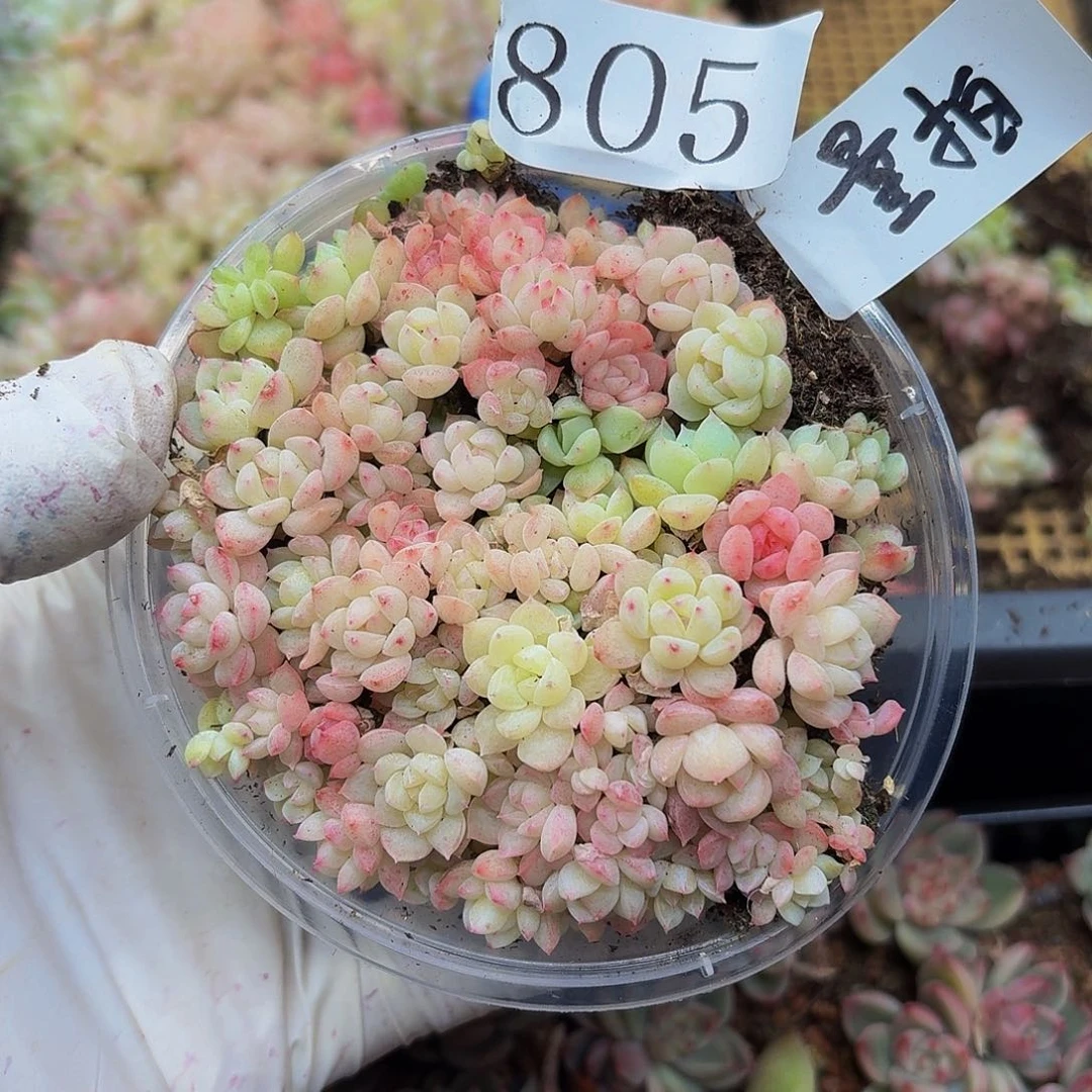 多肉植物多肉植物805量拍