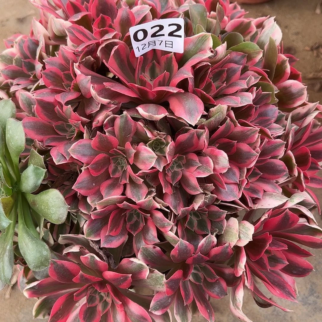 12.7-22女妖多肉植物