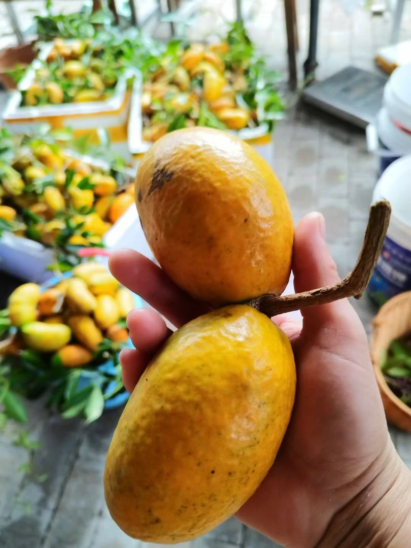 九月黄拿藤果牛卵坨木通果