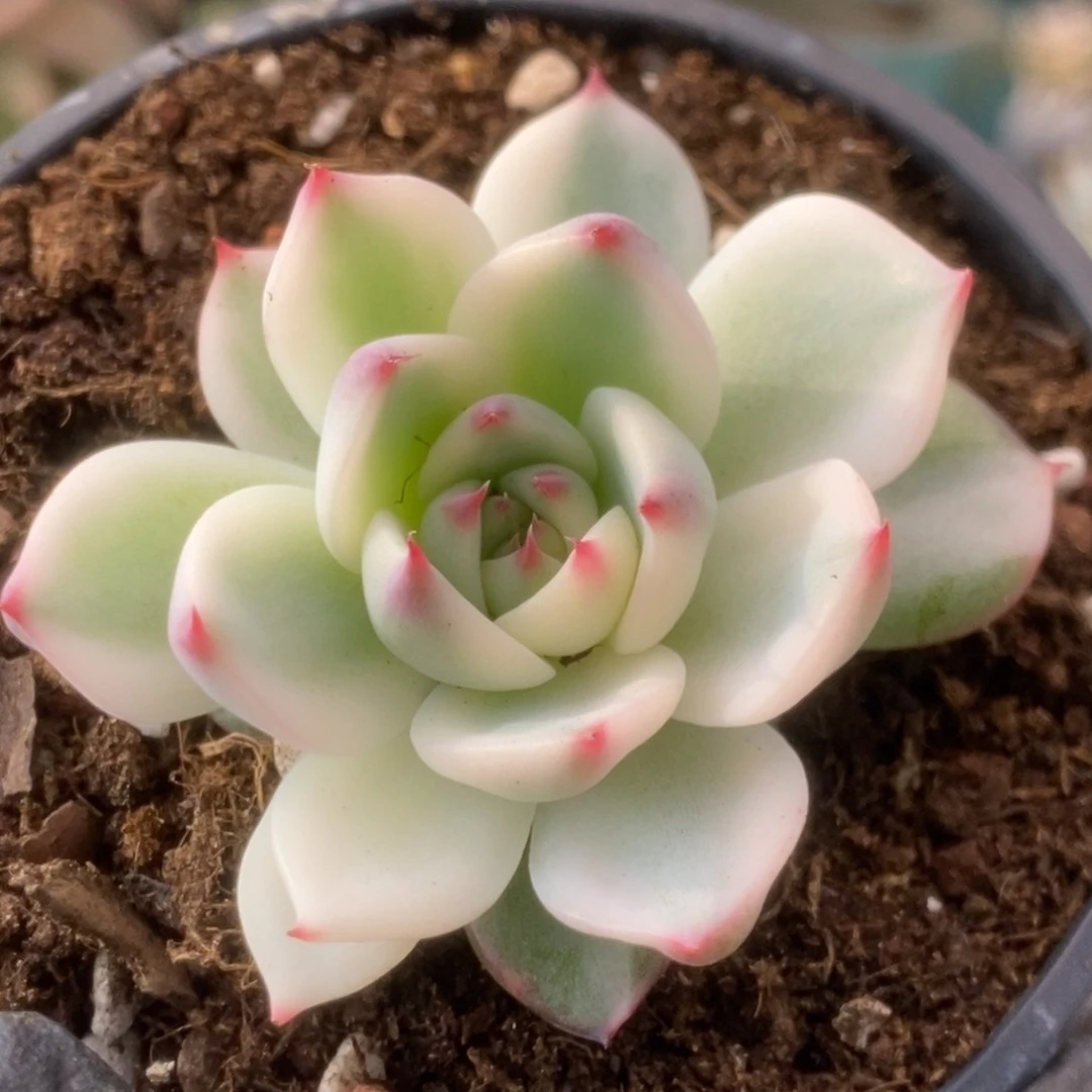 598锦锦锦锦锦锦锦锦