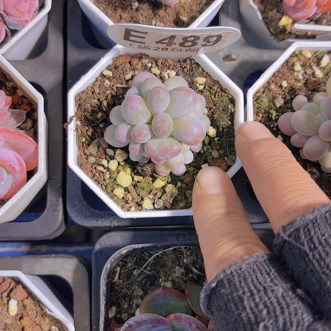 E489樱花奶一物一拍