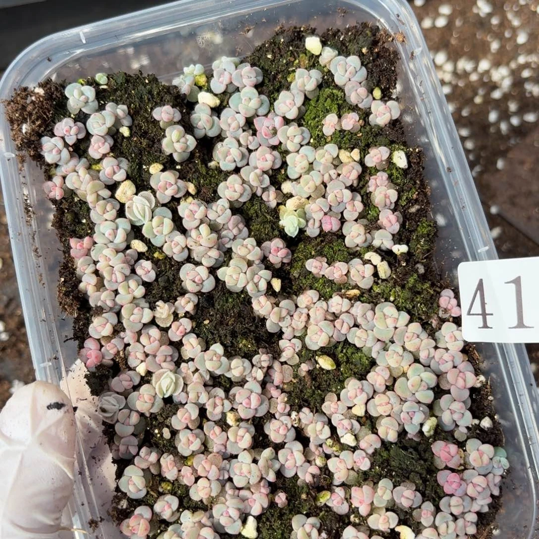 多肉植物多肉植物413