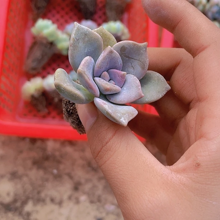 取***难精品2号筐子不用管