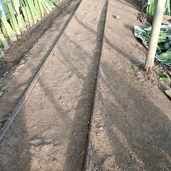 用***1完全开放令箭何花十五个叶片十个品种不要白色