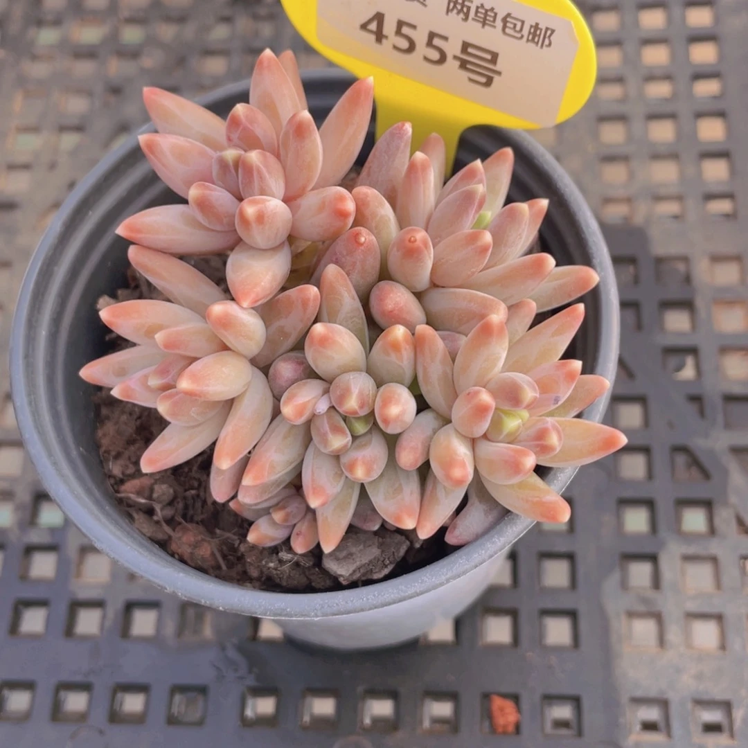 455号 老桩多头全状乌拉克拉群一个