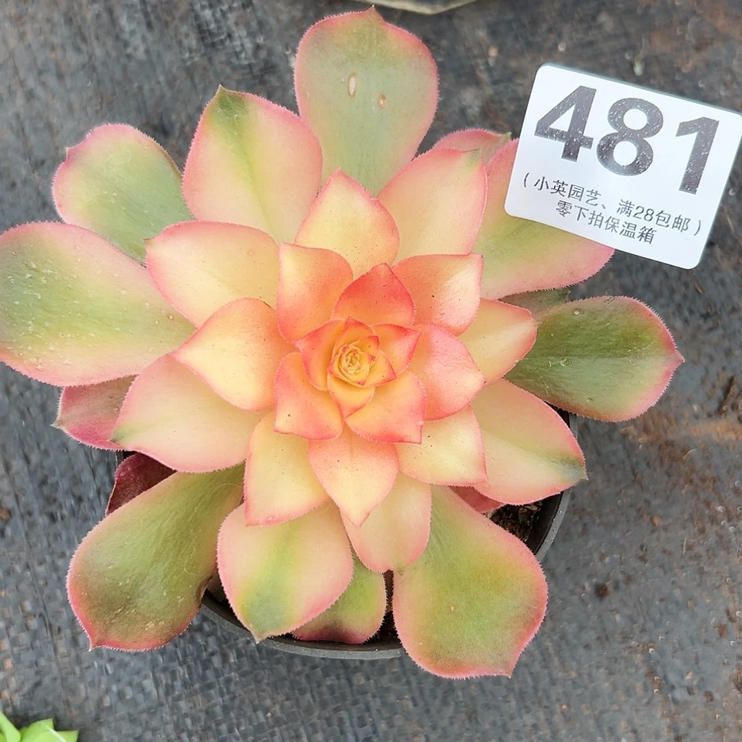 多肉植物481香妃法师