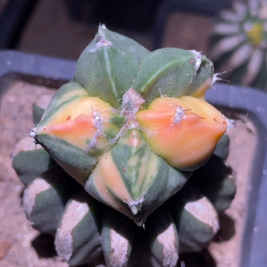 全部花朵变棱鸾锦 仙人球