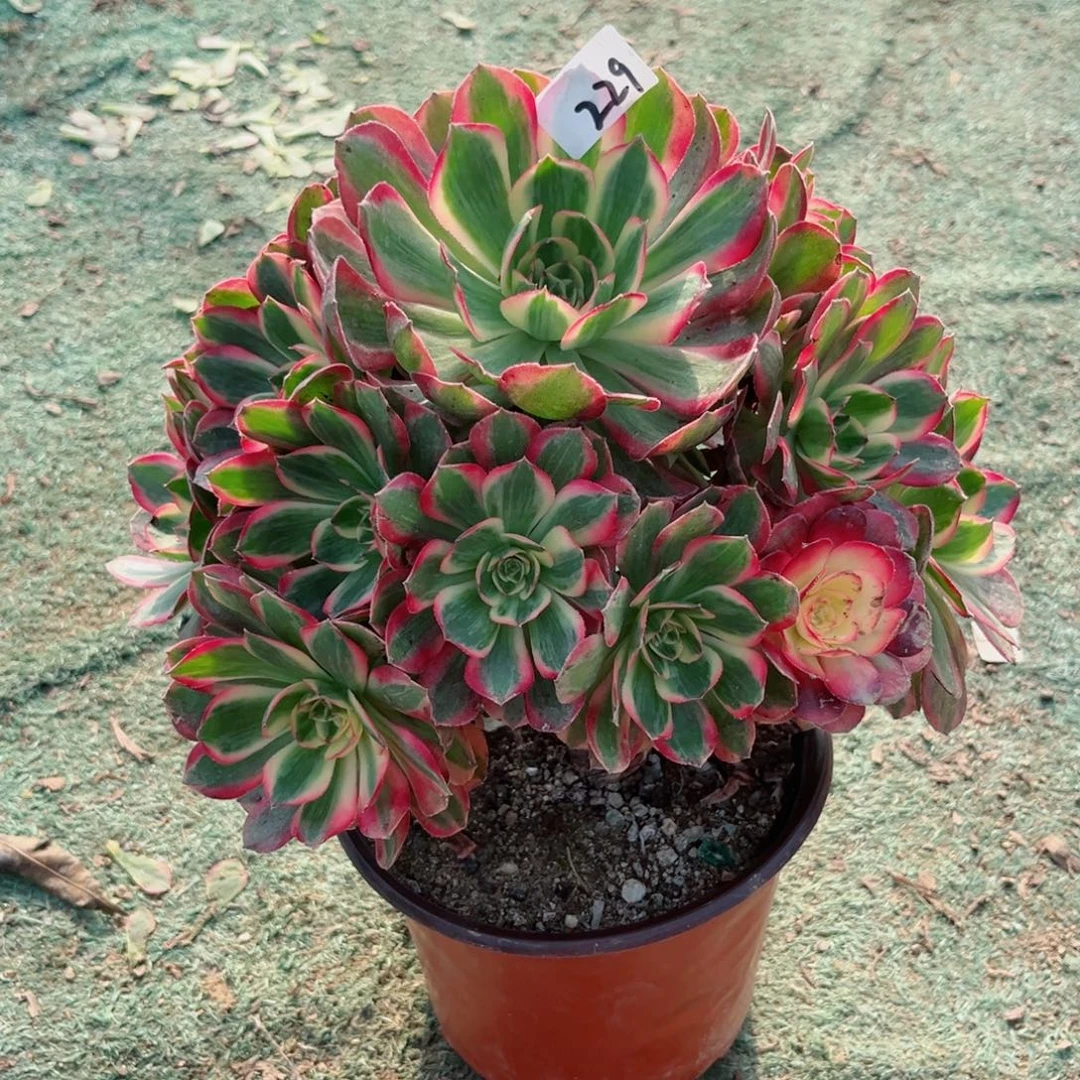 229云荷法师多肉植物