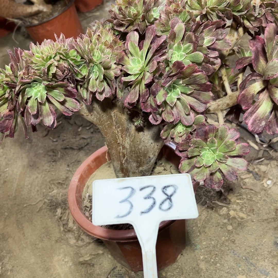 多肉植物水墨画缀花338