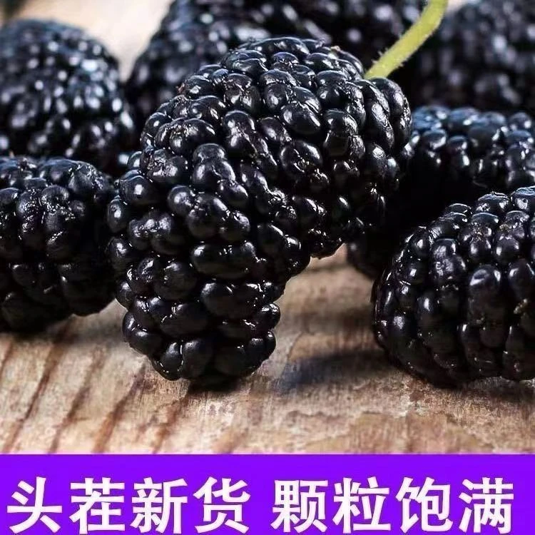 【新货】头茬桑葚干黑桑葚干无沙果干泡水即食泡茶