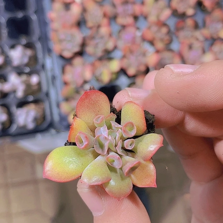 猪鼻子【满10颗包邮】