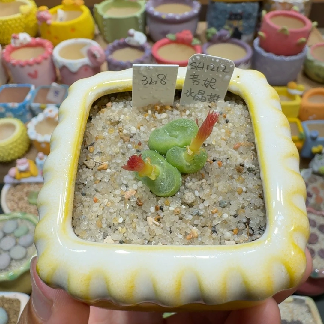 蘑菇1026水晶鞋多肉植物