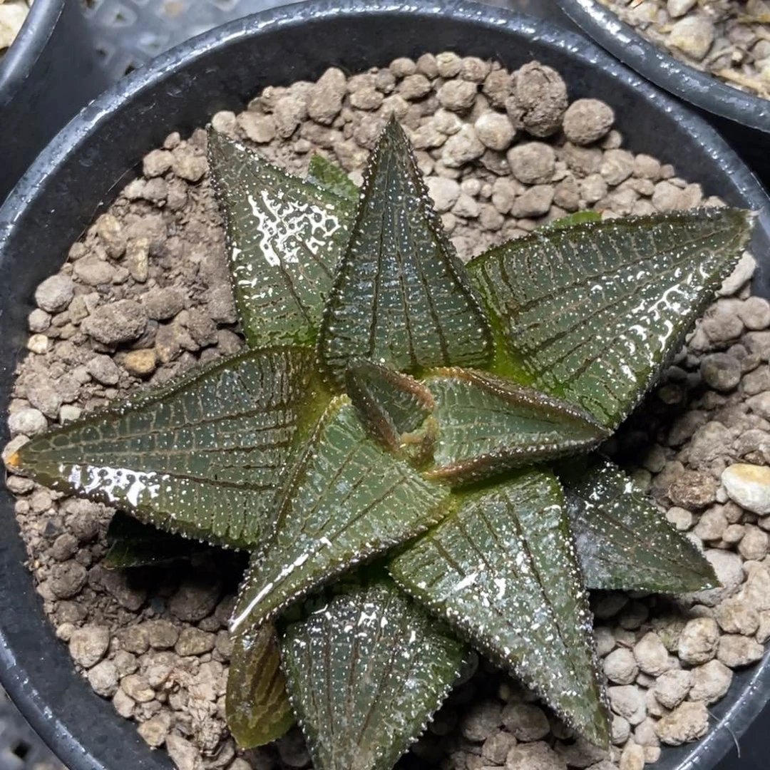 实生黑王一物一拍
