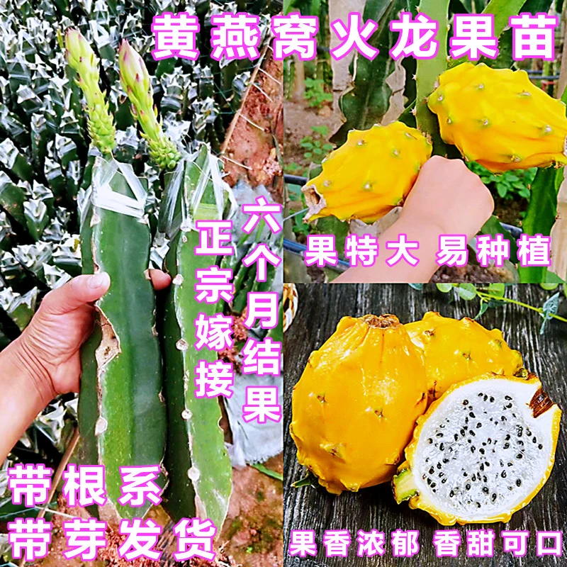 火龙果树苗黄皮白肉燕窝火龙果嫁接苗阳台庭院盆栽地栽六个月结果