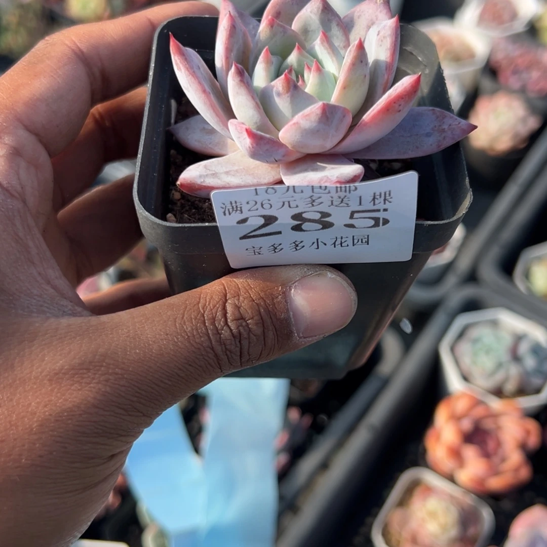 283号粉蓝鸟一物一拍