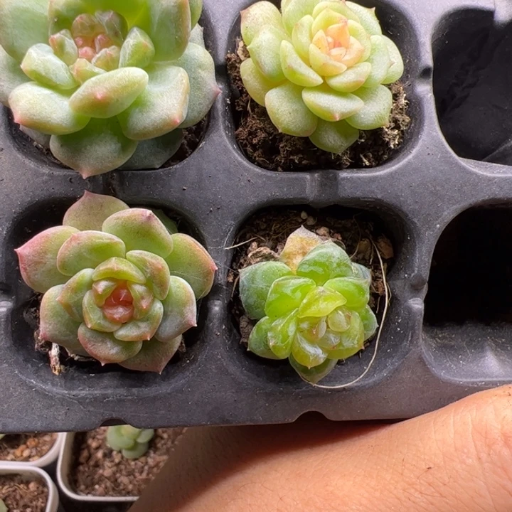 一物一拍精品多肉植物4