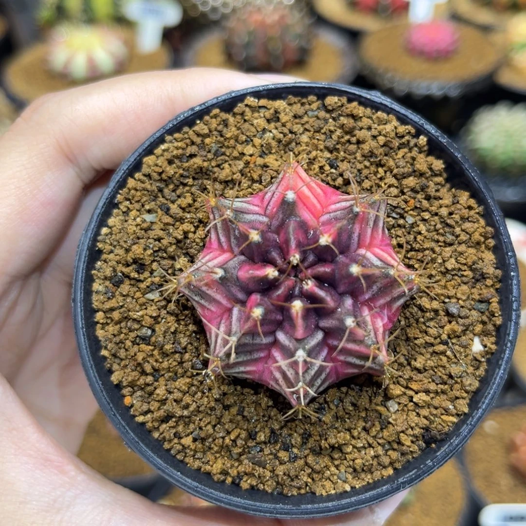 4cm泰系实生暗黑粉臀