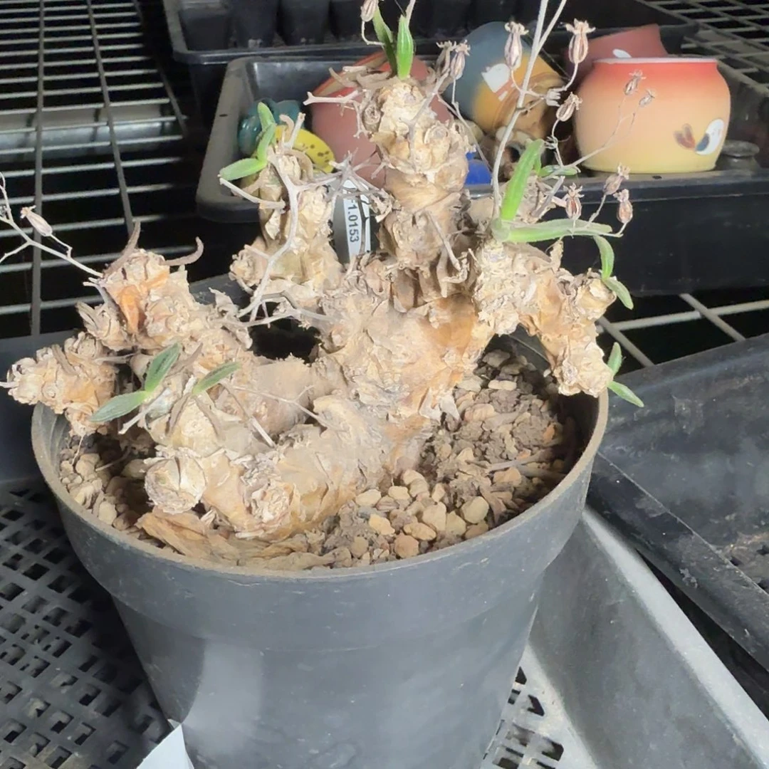 特价万物相奇峰锦一个