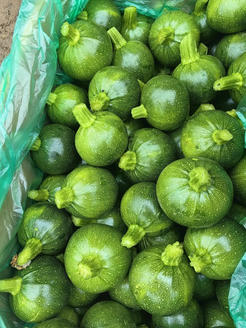 贵州新鲜嫩南瓜小圆瓜现摘当季农家蔬菜