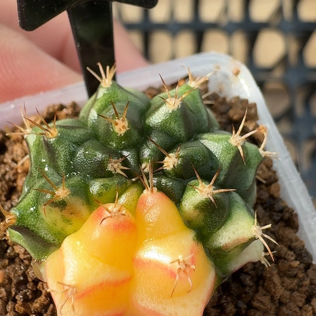 米哈实生自然锦原盆发32