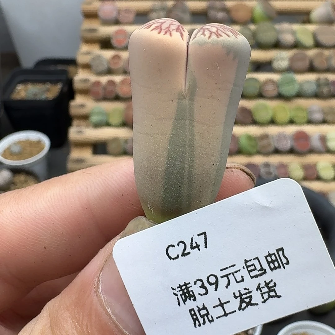 247多肉哈哈哈哈哈哈哈