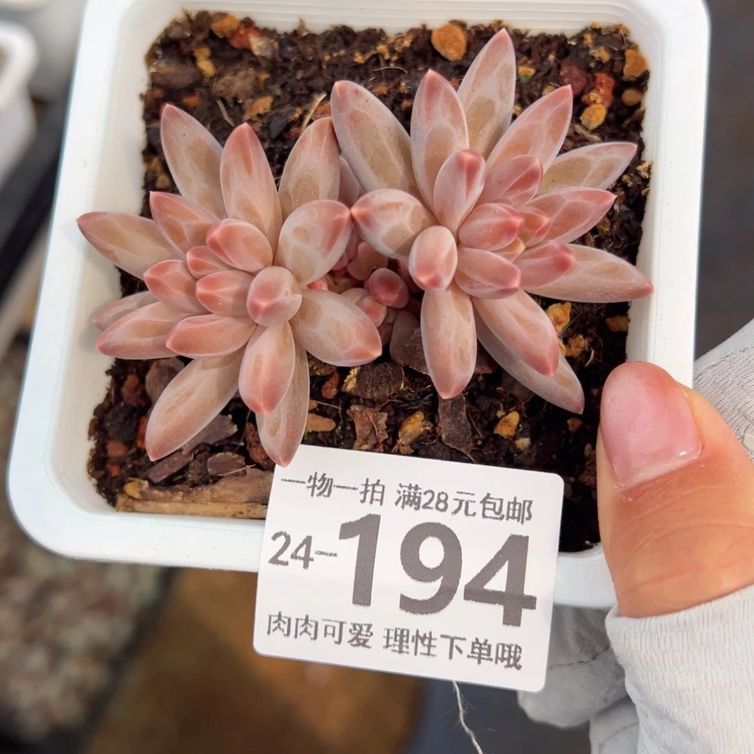 伊卡鲁斯多肉多肉多肉多肉