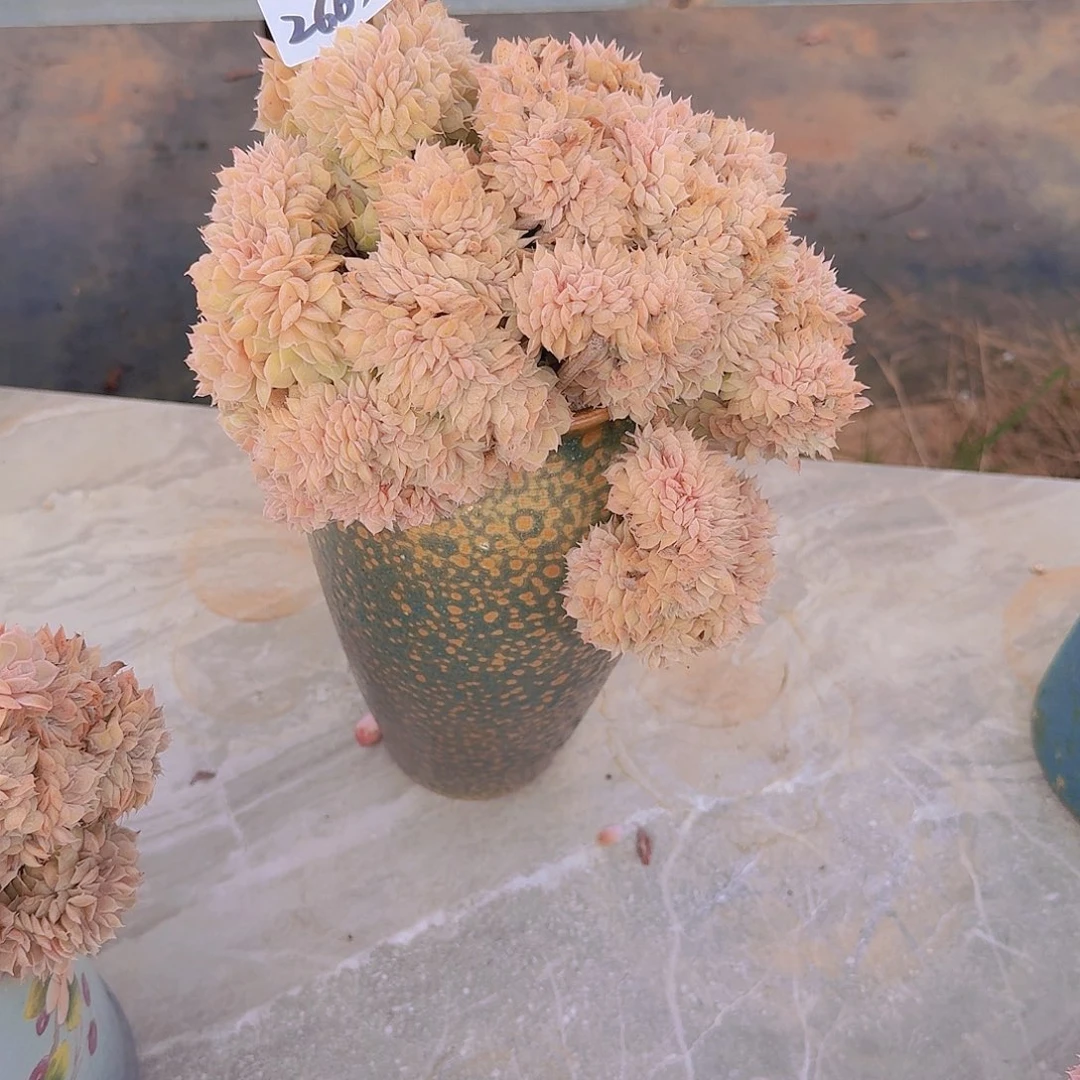 Y***n2663昂斯诺缀多肉植物