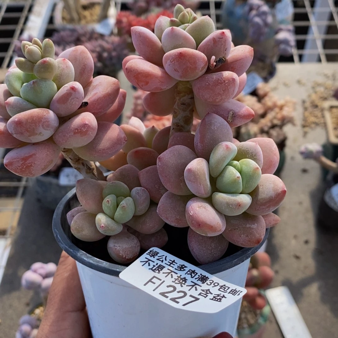 樱花洛神227/10cm