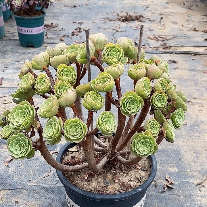 万圣节多肉植物090