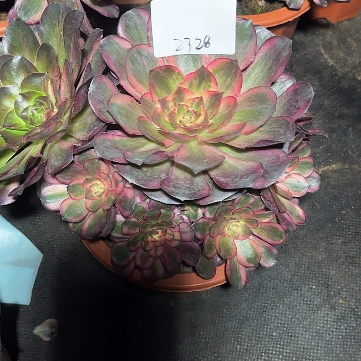 魅锦多肉植物保护2328