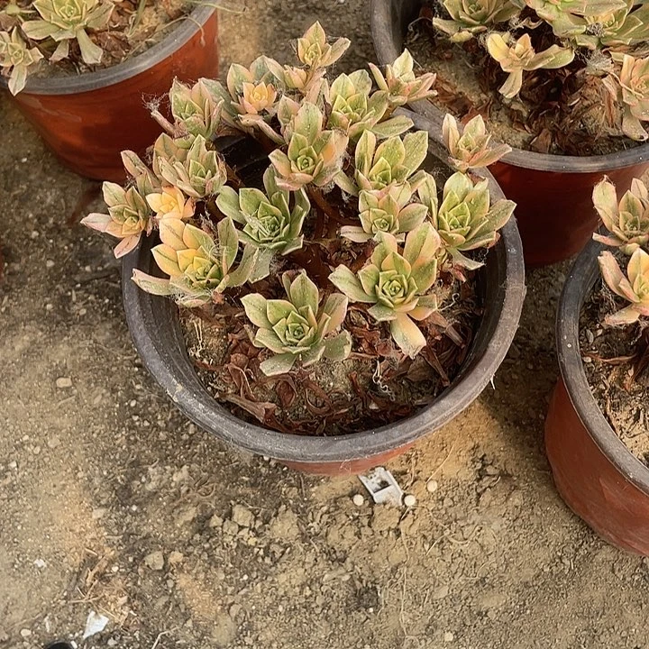 琴****2190甜茶法师多肉断枝不包