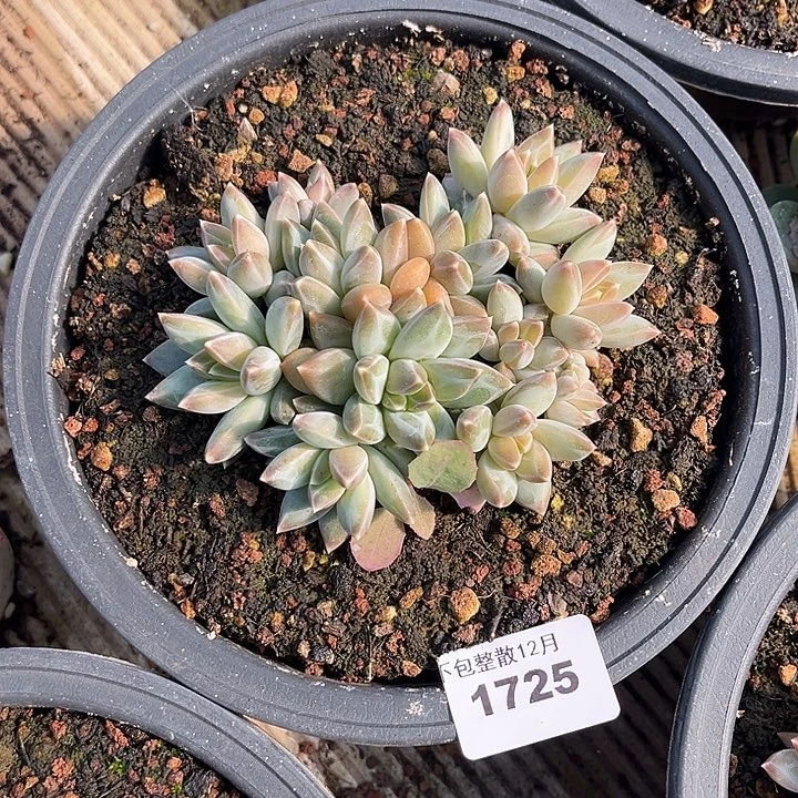 阿雅园艺。       1725