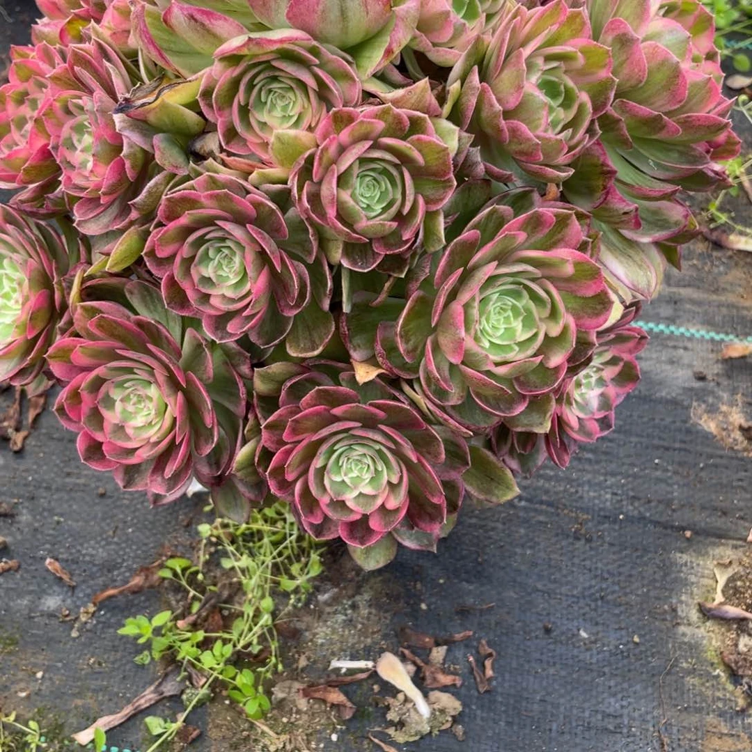 石*娃10000000000000035