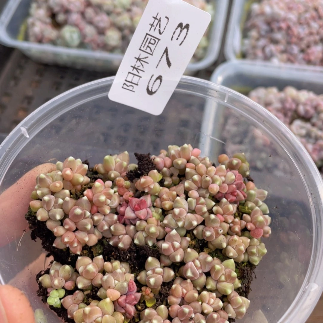 多肉植物多肉植物673