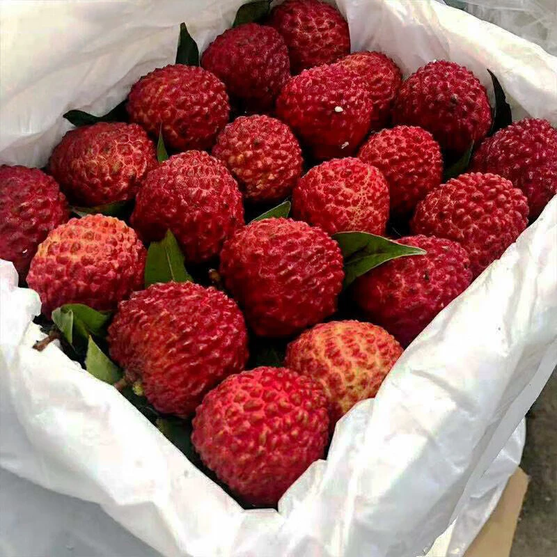 海南火山荔枝王超大荔枝  新鲜当季水果当现摘现发【顺丰包邮】