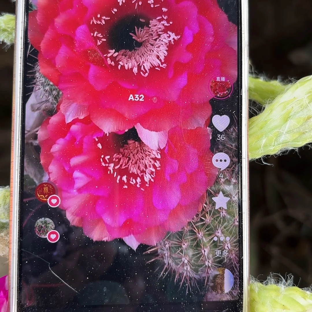 A32无根侧牙四公分38