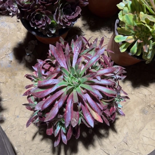 孔雀锦9.9多肉植物