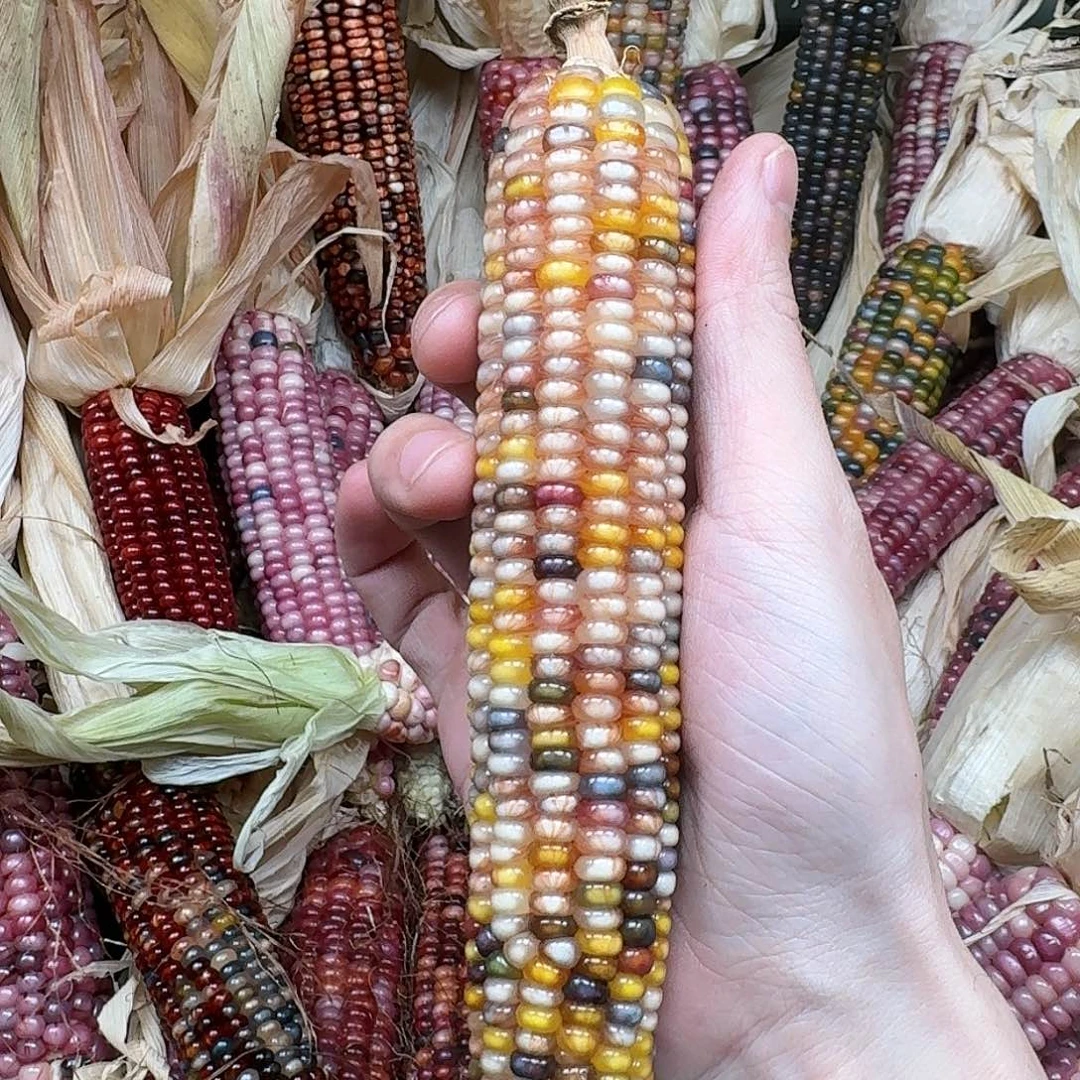 柏香籽/百香籽吊坠C*'