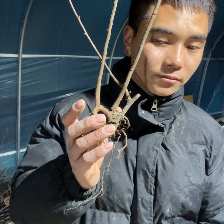 羽衣锦海棠花一颗苗