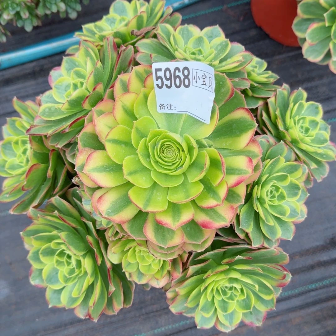 5968多肉万奶白多肉