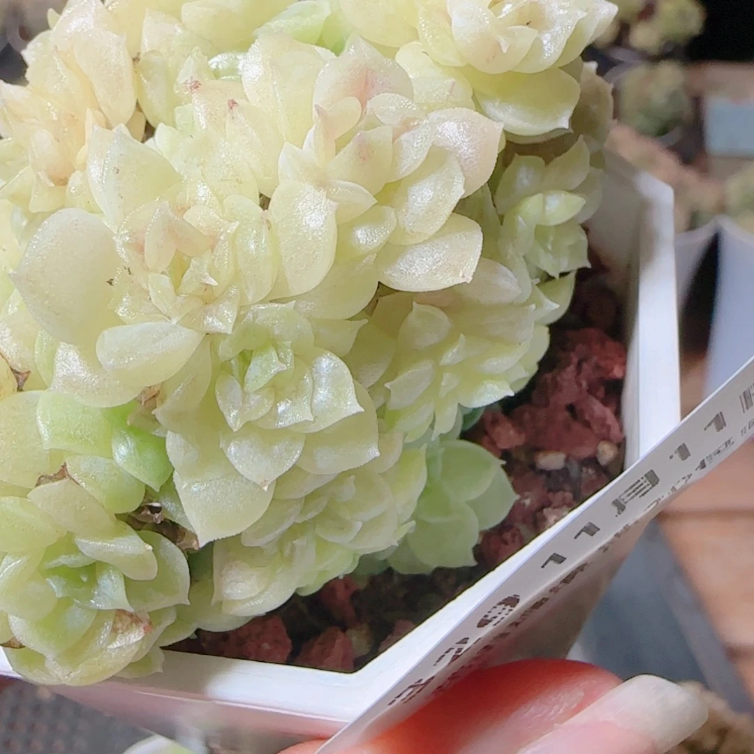 花语逸镜1111-329散开播福利
