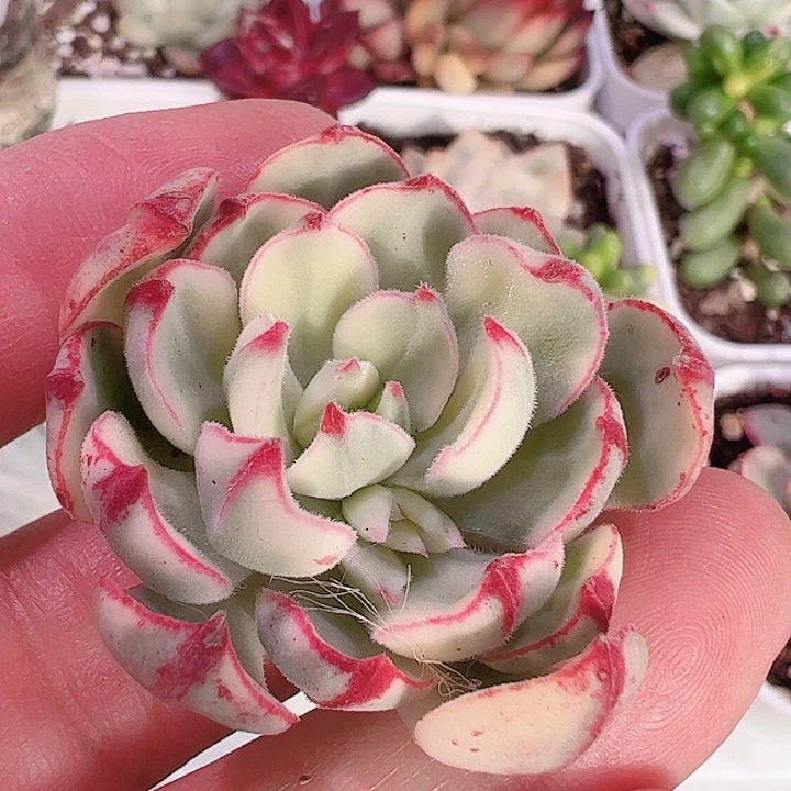 涵****）多肉植物多肉植物