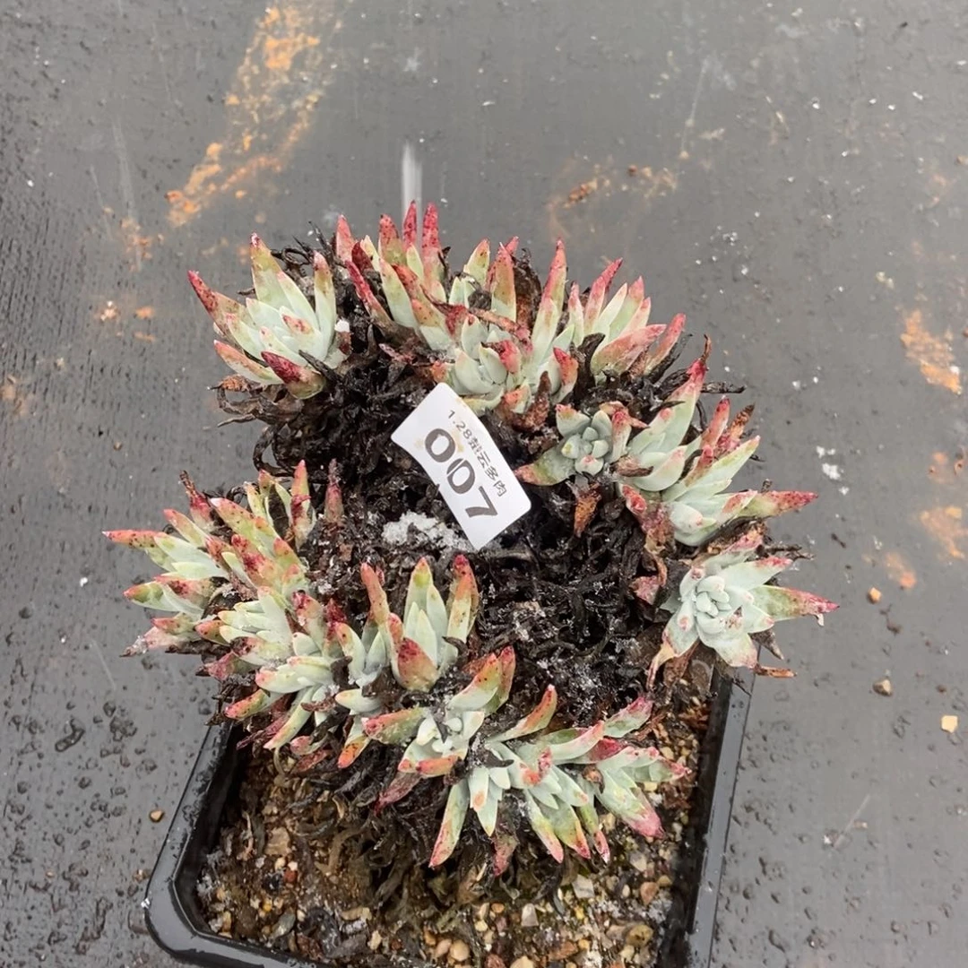 007多肉植物啦啦啦