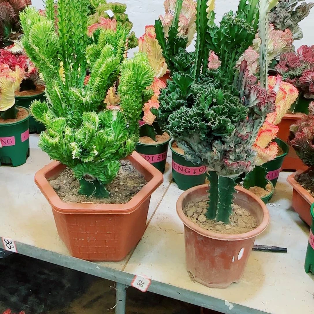 一物一拍金鑲玉和多色麒麟