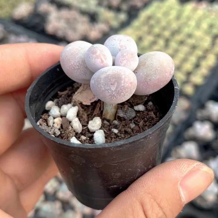 da奶黄奶带杆子随机发