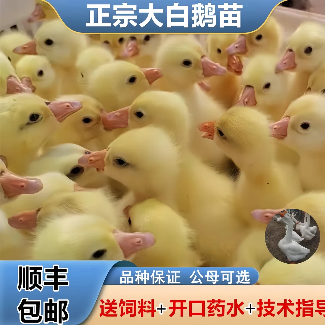 大种白四季产蛋王大宠物鸭活体顺丰包邮