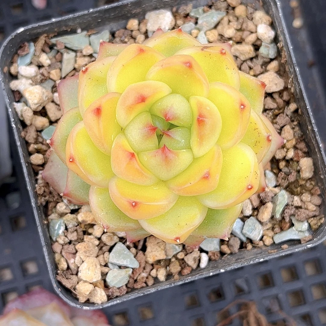 415 一物一拍多肉 空灵珍妮