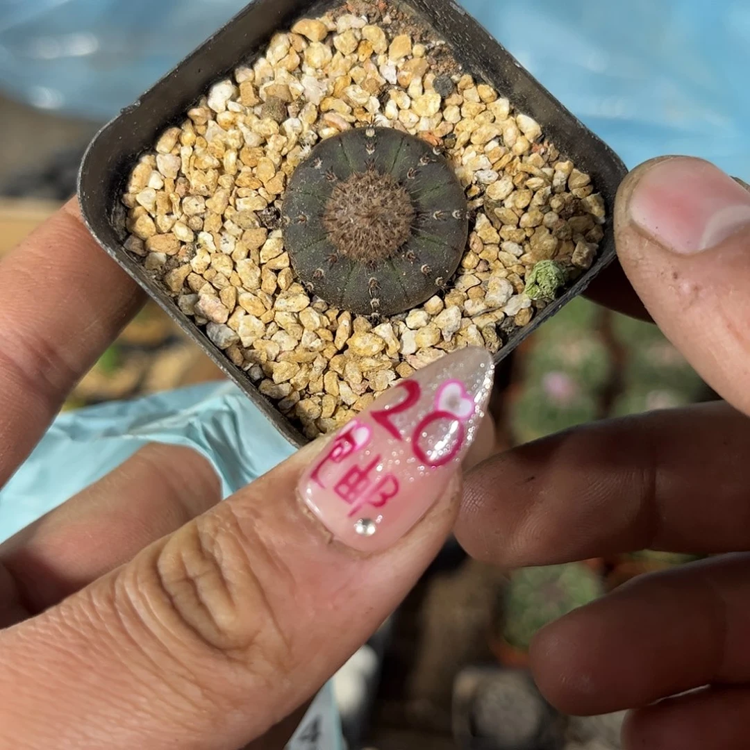 艳姬士童单头发货有根发货有根