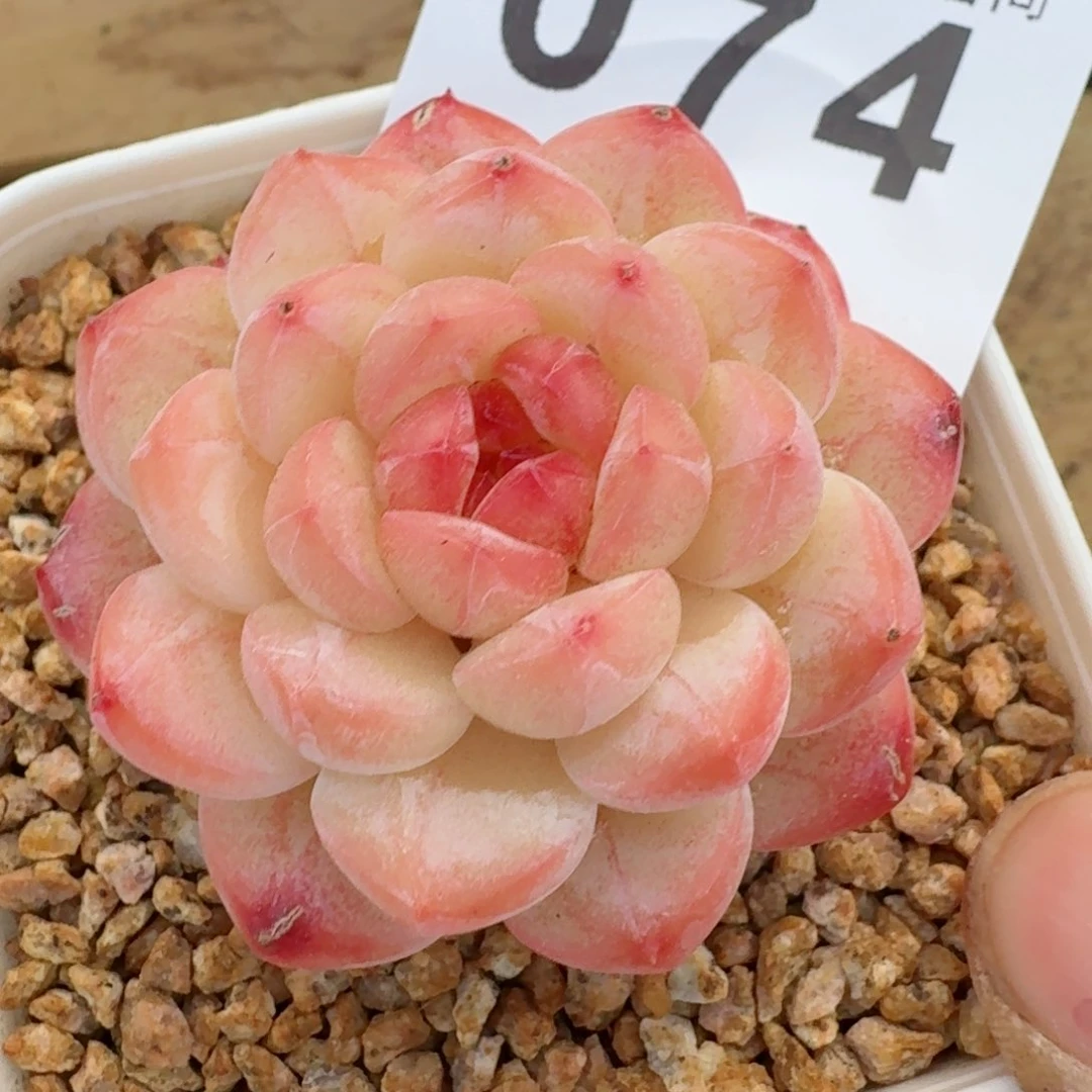 美心         多肉植物